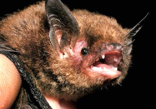 An inventory of Indiana's older forests already has identified more than 1,250 species, with hundreds more still being tallied. (Indiana Forest Alliance)