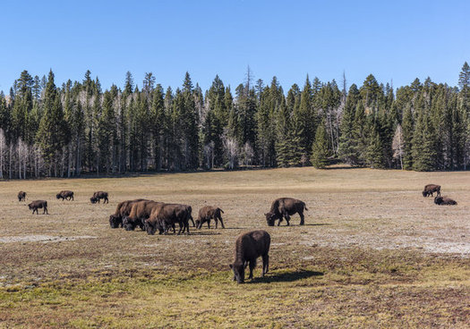 Conservation groups believe unity is possible in efforts to protect public lands, including Arizona's Kaibab National Forest.  (Michele Vacchiano/iStockphoto)