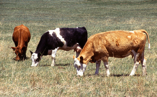 A former environmental lawyer has written a book that says that when done correctly, livestock grazing can have some benefits for the land. (Scott Bauer/USDA)