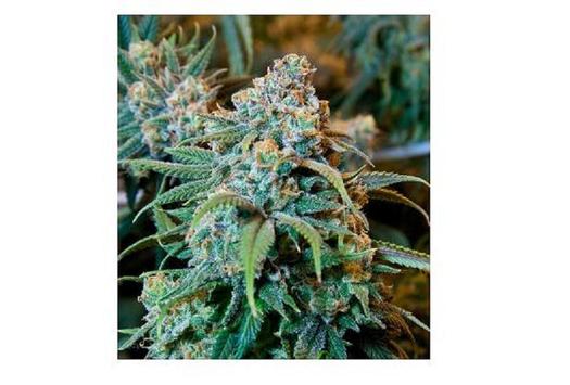 Studies suggest medical marijuana may reduce the use, and abuse, of opioid prescriptions, which has been a serious problem in West Virginia. (Cannabis Training University/Wikipedia)