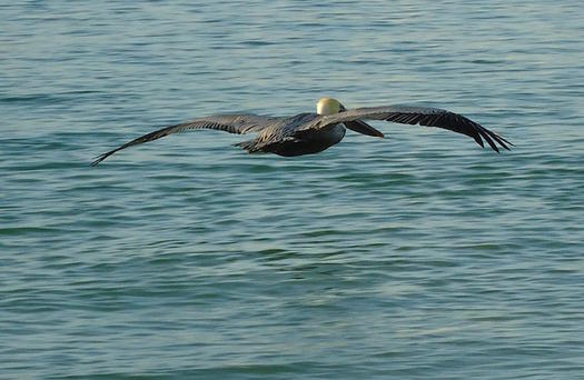 Conservation advocates urge Floridians to come together for the sake of the environment. (MGDboston/morguefile)