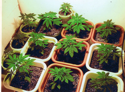 Supporter of the new state law legalizing adult possession of marijuana in the Bay State are concerned about lawmakers possibly doing away with key parts of it, including a home-grow provision. (A7nubis/Wikimedia Commons) 