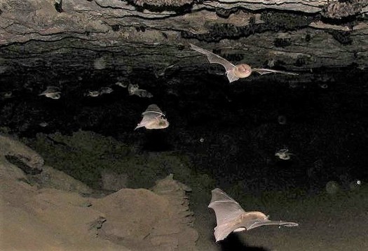 A National Wildlife Federation report says climate change, spurred by methane emissions, is threatening some bats in Ohio. (Andrew King/USFWS)