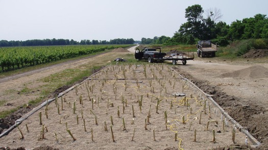 Constructed wetlands are an efficient and economical way to treat wastewater. (Lloyd roz /Wikimedia Commons)