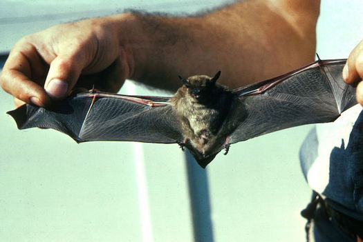 Pennsylvania bat populations have been devastated by human activity and disease. Now, they face another threat from oil and gas development. (Don Pfritzer/Wikimedia Commons)