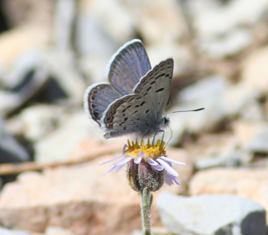 The Mount Charleston Blue Butterfly is one of 22 endangered species in Nevada. (USFWS)