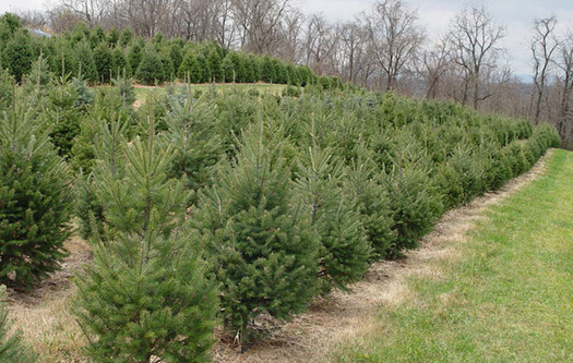 Pennsylvania has more than 1,300 Christmas tree farms. (CBF Photo)