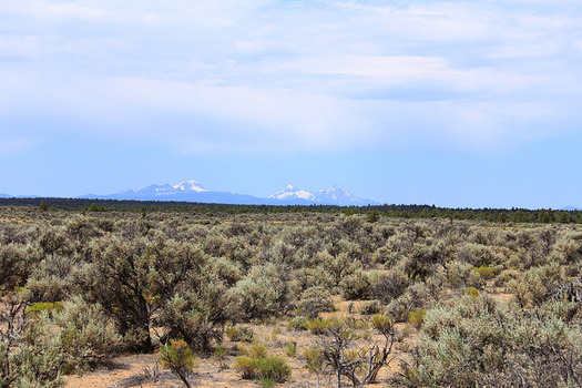 A new report says 66,000 acres of uncultivated Oregon prairie land was converted to grow crops used in biofuels. (Bureau of Land Management/Flickr)