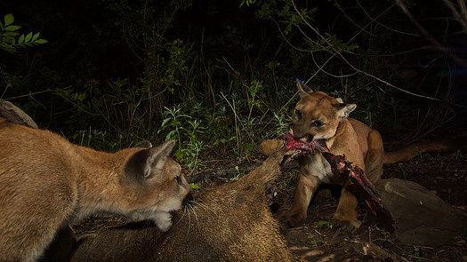 P-39 and one of her cubs, captured in spring 2015 by a National Park Service trail camera. (National Park Service)