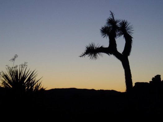 A new report urges the incoming Trump Administration to prioritize the recovery of ten imperiled species, including the Joshua Tree. (WildEarth Guardians)