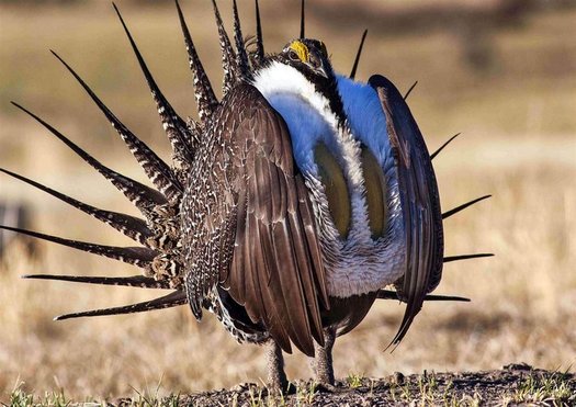 The Endangered Species Coalition has released its Top 10 list of species in need of protections, including the greater sage-grouse. (BLM)