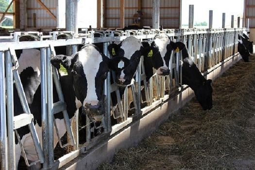 Deporting a big chunk of the farm industry's workforce could mean higher prices for produce, dairy and meat. (usda.gov)