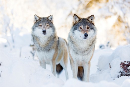 The gray wolf once flourished in Wisconsin, but is now on an imperiled species list. (kjekol/iStockPhoto)