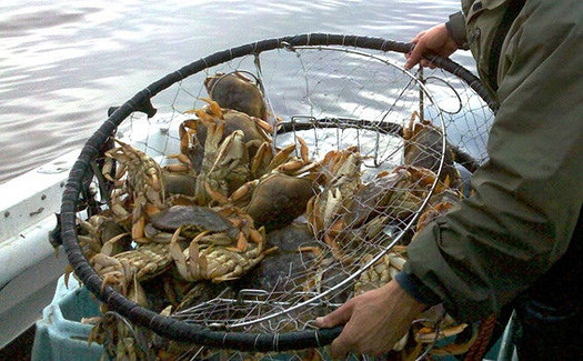 Crab fishermen on the West Coast are on strike because of a price drop for Dungeness crab. (J. Newman/California Dept. of Fish and Wildlife)