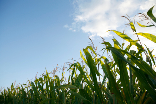 When rural schools in Minnesota pass tax levies, farmers say they're the ones who pay the lion's share of the bill. They're asking for help from the Legislature.  (health.state.mn.us)