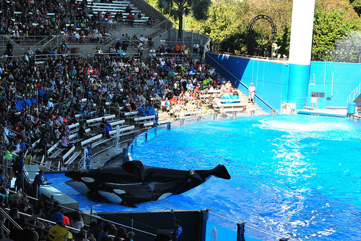 Tilikum, the orca who died late last week, lived most of his life at SeaWorld. (Christian Benseler)
