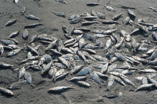 Juvenile fish often are caught up in shrimp trawler nets off of the North Carolina coast. (flickr.com/mwms1916)