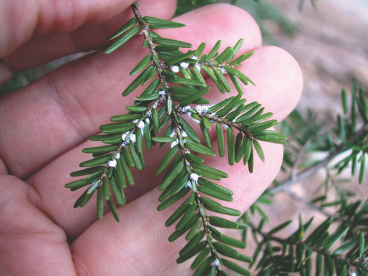Michigan residents are urged to help stop the spread of the tree-killing hemlock woolly adelgid, or HWA. (Mich. Dept. of Natural Resources) 