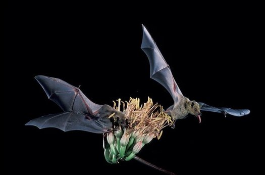 The lesser long-nosed bat, native to New Mexico, has recovered from near extinction, so federal officials are proposing that it be taken off the endangered species list. (U.S. Fish and Wildlife Service)