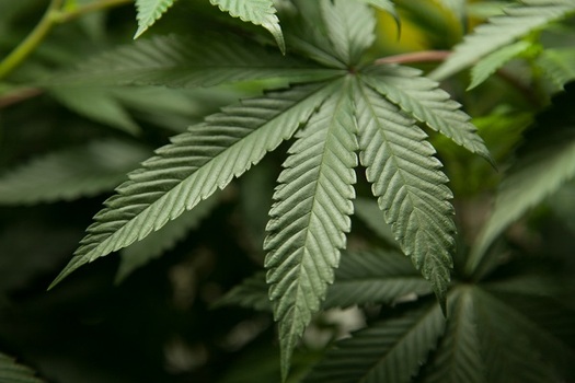 Lawmakers in Indiana have introduced several bills to legalize medicinal marijuana. (fbi.gov)