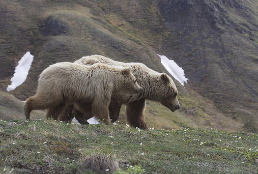 Federal agencies have released a new plan to recover grizzly bear numbers in the North Cascades region of Washington state. (Gregory 