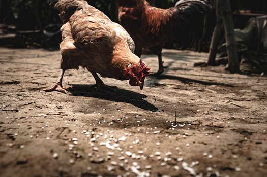 Iowa poultry farmers will have greater protections for dealing with processors under new USDA rules. (Pixabay)