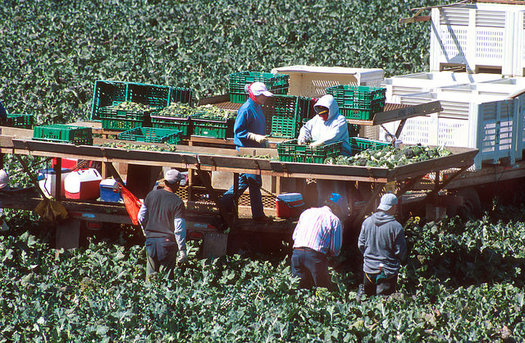 Migrant workers harvest broccoli near Santa Maria. Some California business owners aren't happy about the new president's crackdown on undocumented workers. (Beth Golden)