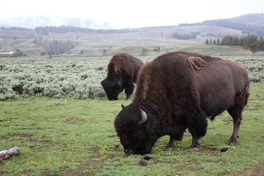 Montana Gov. Steve Bullock has temporarily blocked 40 Yellowstone bison from being slaughtered. (Jimmie/Flickr)