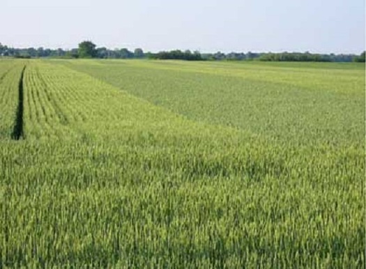 Hoosier farmers say they should be included in the debate over NAFTA and immigration. (in.gov)