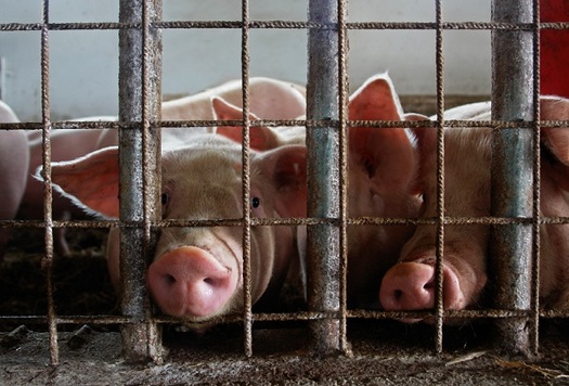 Hoosiers are speaking up about confined feeding operation rules. (hecweb.org)