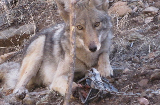 A move to ban animal traps and poisons on public lands has been postponed and may be heard next week in Santa Fe. (Mary Katherine Ray/Trap Free New Mexico)