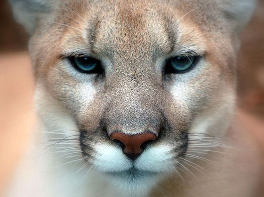 Opponents of mountain lion hunting in Nebraska contend the animals play a vital role in the ecosystem. (Art G./Flickr)