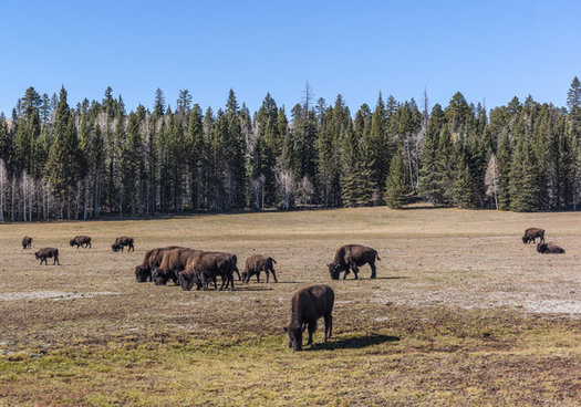 Advocates are pushing to save 'Planning 2.0,' a set of guidelines meant to foster more public input on the future of such federal lands as the Kaibab National Forest. (Michelle Vacchiano/iStockphoto)