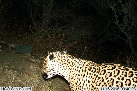 A jaguar walks past a trail camera in the Dos Cabezas Mountains in November. (Bureau of Land Management)