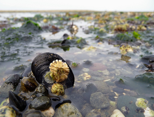 Proposed cuts to Puget Sound restoration could hurt Washington's shellfish industry. (Ingrid Taylar/Flickr)