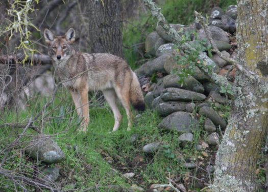 Senate Bill 268, which makes it illegal to kill coyotes as part of a contest with prizes, passed in the Senate yesterday. (U.S. Fish & Wildlife Service)