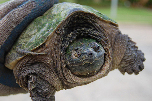 Ohio is one of just five states that still allows for the commercial harvest of turtles. (Matt Lemon/Flickr)