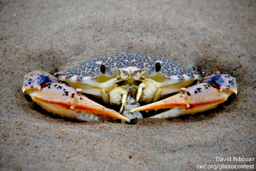 Blue crab populations could be greatly reduced if the nation's water-quality restoration programs are eliminated. (nwf.org)
