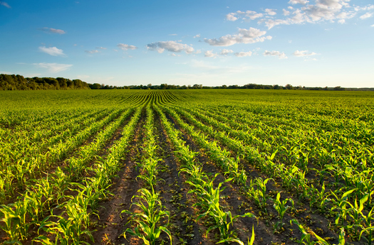 Millions of acres of wildlife habitat are being lost to crop production, including in Wisconsin, according to a new study. (ivandzyuba/iStockphoto)