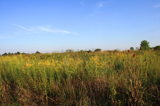 Grasslands are being lost to crops for ethanol production, particularly near ethanol plants, according to a new study. (cl_convoy/morguefile)