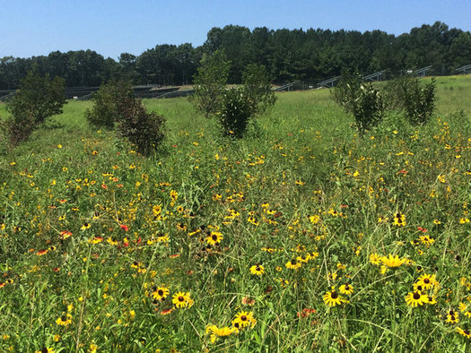 Strata Solar in Raleigh has begun planting pollinator-friendly plants around the company's solar farms, including this one near Charlotte. (Strata Solar)