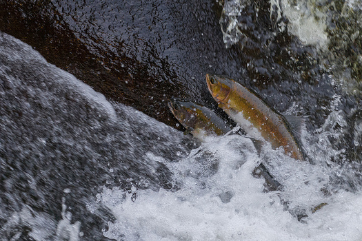 Conservation groups say salmon are having a hard time migrating from the Pacific Ocean to Idaho, in part because of four lower Snake River dams. (Andrew E. Russell/Flickr)