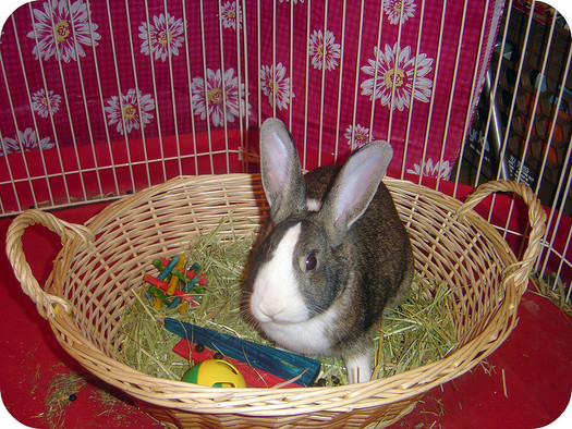 Nearly four out of five bunnies given as Easter gifts are abandoned or die in less than a year. (Troy Trolley/Flickr)