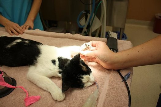 A cat receives medical attention after losing two toes to a trap near Reno in 2010. (Nevada Humane Society)