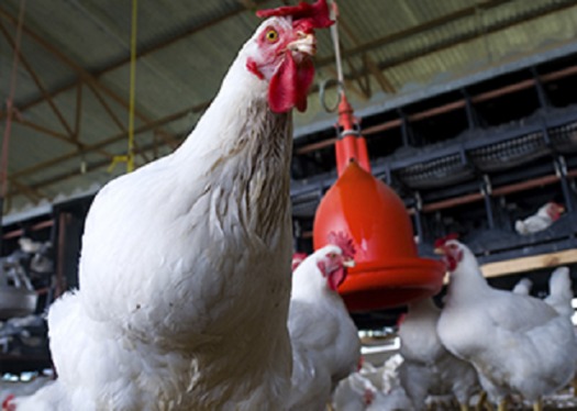 Antibiotic-free chicken will be served at KFC starting next year. (fda.gov)