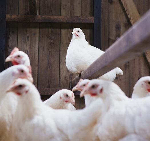 Some farmers use antibiotics to help chickens grow faster and prevent disease in crowded cages. (cdc.gov)