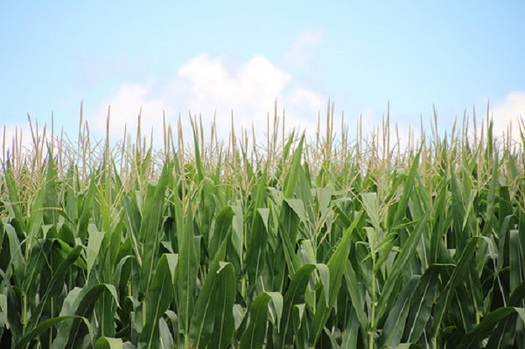 Illinois farmland covers nearly 27 million acres, and corn is grown on a big chunk of it. (usda.gov)