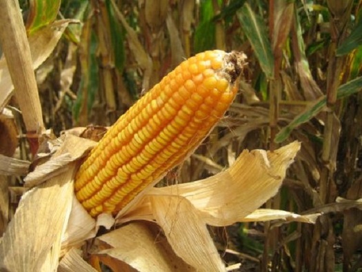 Much of the corn grown in Indiana is used for grain, but popcorn also is a top commodity. (usda.gov)