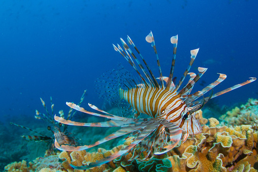 Lionfish live up to 30 years and can consume 20 fish in 30 minutes. (Tchami/Flickr)