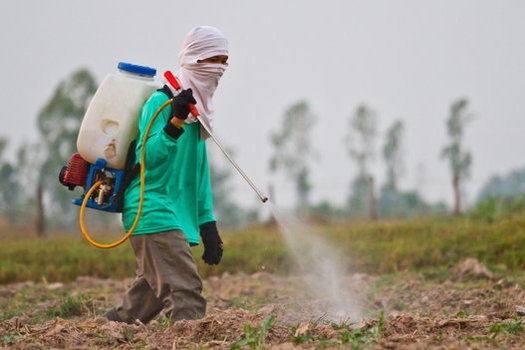 Leaked letters from Dow Chemical executives indicate they've asked the Trump administration to scuttle studies critical of Dow pesticide products. (Wasan Gredpree/iStockphoto)